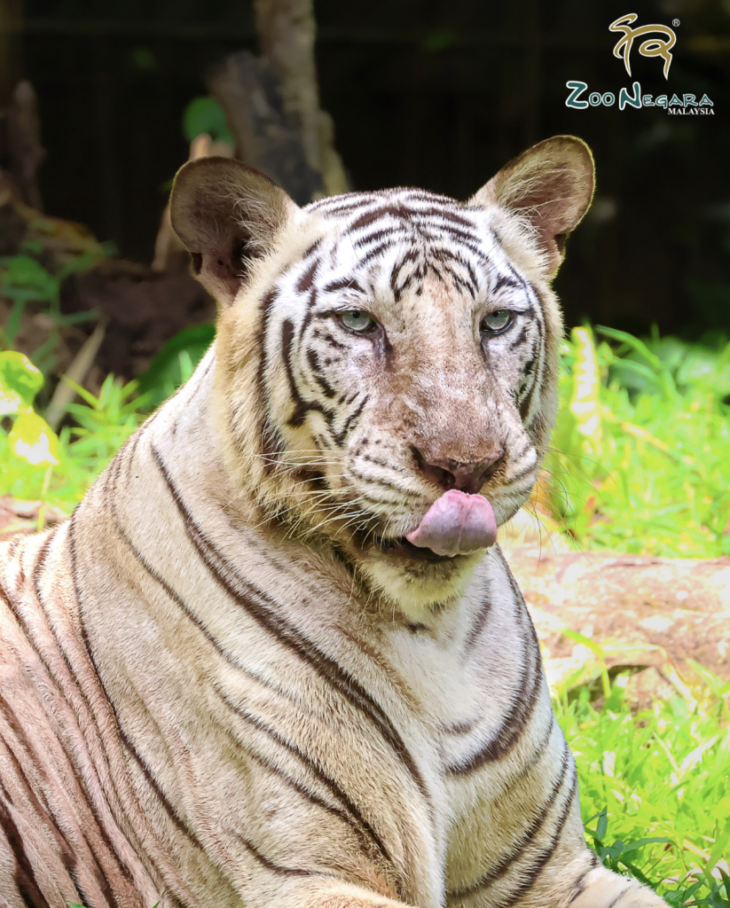 zoo negara malaysia